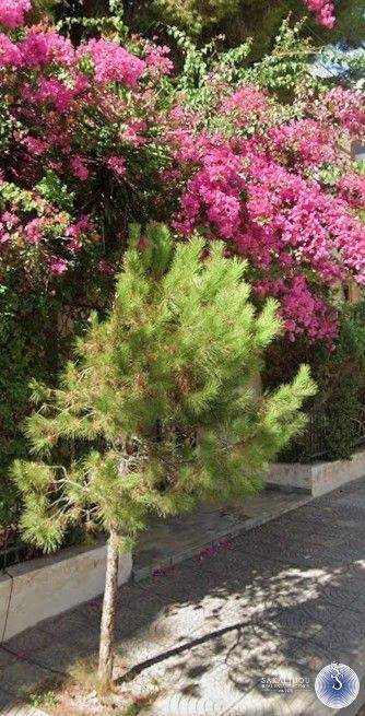 (Προς Πώληση) Αξιοποιήσιμη Γη Οικόπεδο || Ανατολική Αττική/Βούλα - 700 τ.μ, 2.500.000€ 