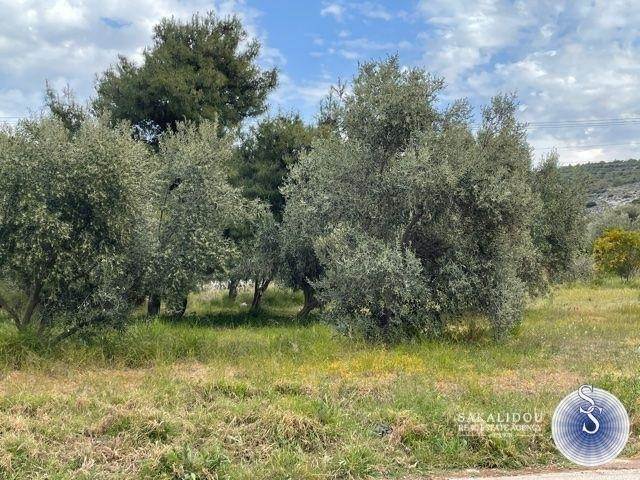 ΕΞΑΙΡΕΤΙΚΟ ΟΙΚΟΠΕΔΟ ΣΤΗΝ ΒΑΡΗ, ΚΟΡΜΠΙ 